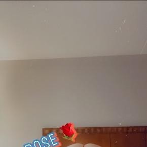Rose, Gaylord escorts